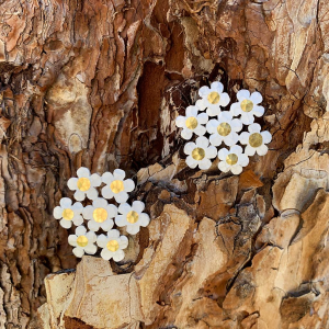 Ohrstecker Blumenmotiv aus 925er Sterlingsilber mit golplattierten Elementen